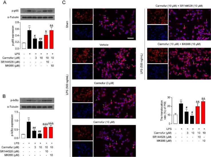 Carmofur suppressed nuclear transcription factor κB (NF-κB) signaling in Raw264.7 cells. Representative Western blots band and quantification of p-p65 (A) and p-IκBα (B) abundances in Raw264.7 cells treated with vehicle, carmofur, SR144528 or MK886 followed by challenging with vehicle (0.1% DMSO) or LPS (500 ng/ml) for 72 h. Results are expressed as mean ± SEM, n = 3 replicates per group. **P < 0.01 vs. sham. # P < 0.05; ## P < 0.01 vs. LPS + vehicle. & P < 0.05; && P < 0.01; &&& P < 0.001 vs. LPS + carmofur (10 µM) by one-way ANOVA test. (C) Representative confocal imaging of p65 in Raw264.7. Red, p65; blue, nucleus; Yellow arrows indicate nuclear translocation of p65. Scale bars, 50 µm.