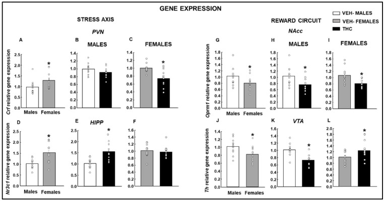 Analysis of relative gene expression by qPCR in the offspring of males and females exposed to dronabinol (THC) or VEH. Gene expressions of corticotrophin-releasing factor (Crf; A–C) in the paraventricular nucleus (PVN), glucocorticoid receptor (Nr3c1; D–F) in the HIPP, mu-opioid receptor 1 (Oprm1; G–I) in the nucleus accumbens (NAcc) and 2 (Cnr2; J–L), and tyrosine hydroxylase (Th; J–L) in the ventral tegmental area (VTA) were evaluated. * p < 0.05, VEH-treated female vs. male or THC- vs. VEH-treated groups.
