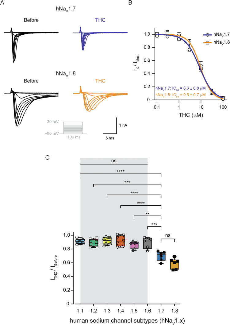 THC selectively inhibits the nociceptive hNaV1.8 and hNaV1.7 channels.A Representative whole-cell voltage-clamp recording from hNaV1.7 expressed in HEK293T cells (upper) and hNaV1.8 expressed in ND7/23 cells (lower) before (left) and after exposure to THC (10 µM; right). Currents were elicited by depolarizing steps from a holding potential of −80 mV to 30 mV in 10 mV increments (inset). B Concentration-response relationship for inhibition of hNaV1.7 (circles) and hNaV1.8 (squares) channels by THC. Each dot represents the mean and SEM of at least n = 6 cells. IC50 were determined by fitting Hill’s function to the data (shown as blue and orange curves for hNaV1.7 and hNaV1.8, respectively). C Box plots and individual values summarizing the inhibitory effect of 10 μM THC on the peak current of hNaV channels. The current values are normalized to the value before the application of THC. Note that THC does not affect non-nociceptive specific sodium channel isoforms. One-way ANOVA, followed by Bonferroni’s post hoc test when ns not significant; **, p ≤ 0.01; ***, p ≤ 0.001; ****, p ≤ 0.0001.