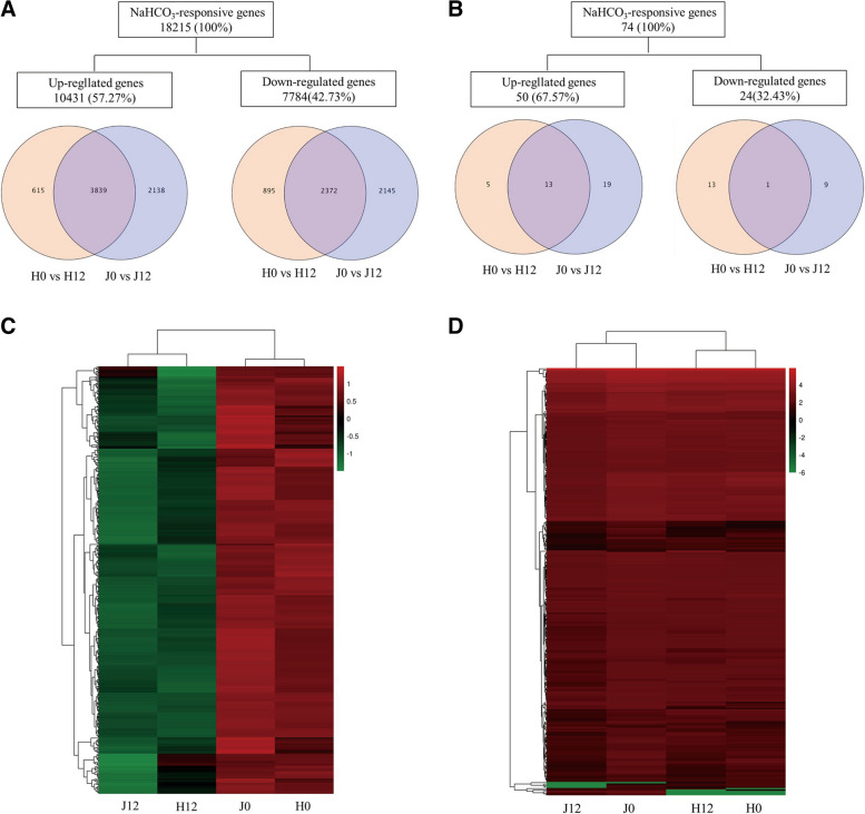 The expression profile of DEGs in industrial hemp roots under NaHCO3 stress. A Number of differentially expressed mRNAs. B Number of differentially expressed miRNAs. C Heatmap of mRNA expression profiles. D Heatmap of miRNA expression profiles