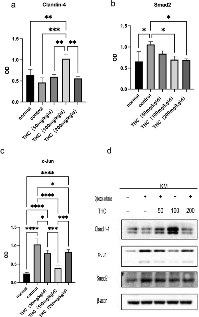 Western blotting indicated that claudin-4 was upregulated in the presence of THC in the lung tissues of mice. In contrast, the expression of c-Jun and Smad2 was suppressed by THC (*p < 0.05, **p < 0.01, ***p < 0.001). n = 3/group