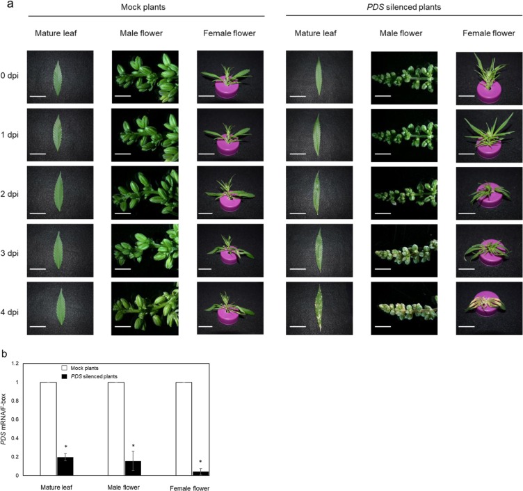 Silencing of hemp PDS gene expression by pK7GWIWG2(I)-CsPDS RNAi. (a) Phenotype of hemp mature leaf (bar 15 mm), male flower (bar 5 mm) and female flower (bar 10 mm) caused by silencing of the PDS gene. The pictures were taken at 0, 1, 2, 3 and 4 days postinfection (dpi). Ten leaves, ten male flowers and ten female flowers were agroinfiltrated and seven leaves, eight male flowers and eight female flowers showed the albino phenotype. (b) Analysis of the PDS gene expression to study the efficiency of gene silencing by agroinfiltration. The empty vector pK7GWIWG2(I) was transiently expressed (Mock) and used for normalization of PDS gene expression. Bars ± standard error of the mean. Asterisk indicates a significant difference in the statistical analysis (P < 0.05) in paired t-tests.