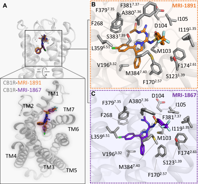 Interactions of CB1R with peripheral inverse agonists.A Structural overlay of CB1R bound to MRI-1891 and MRI-1867. Receptor is shown as a gray cartoon. The two MRI compounds are displayed as sticks, with MRI-1891 in orange and MRI-1867 in purple. The inset shows a rotated extracellular view of the ligands binding to the receptor. B Detailed interactions between MRI-1891 and CB1R. Contact residues within 4 Å of MRI-1891 (orange sticks) are shown as gray sticks. C Detailed interactions between MRI-1867 and CB1R. Contact residues within 4 Å of MRI-1867 (purple sticks) are shown as gray sticks.