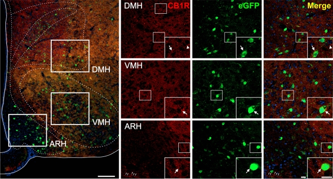 CB1R+ and eGFP+ signals in the hypothalamus of GHSR-eGFP mice. Representative microphotograph of brain coronal section of GHSR-eGFP mice subjected to double fluorescent immunostaining against CB1R (red) and eGFP (green) showing arcuate hypothalamic nucleus (ARH); ventromedial hypothalamic nucleus (VMH); dorsomedial hypothalamic nucleus (DMH). Cell nuclei were labeled with Hoechst (blue). Insets show high magnification images of the area marked in the low magnification image. Arrows mark cells showing double eGFP+ and CB1R+ signals. Arrowheads point at stained CB1R+ signal that lack eGFP+ signal. Scale bars: 100 µm (low magnification image) and 20 µm (high magnification images)