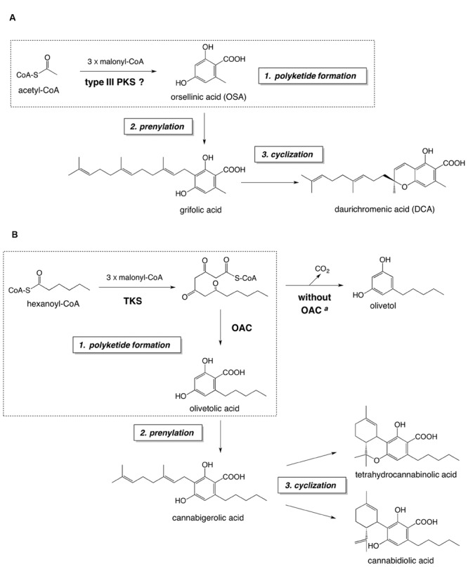 The proposed biosynthetic pathway of DCA (A) and the established biosynthetic route to major cannabinoids (B). Both pathways consist of (1) polyketide formation, (2) prenylation, and (3) cyclization steps. The polyketide formation steps of each pathway are enclosed in dashed squares. aIn the absence of OAC, the pentyl tetra-β-ketide intermediate is spontaneously cyclized to olivetol via decarboxylative aldol condensation. Abbreviations used are: OAC, olivetolic acid cyclase; TKS, tetraketide synthase.