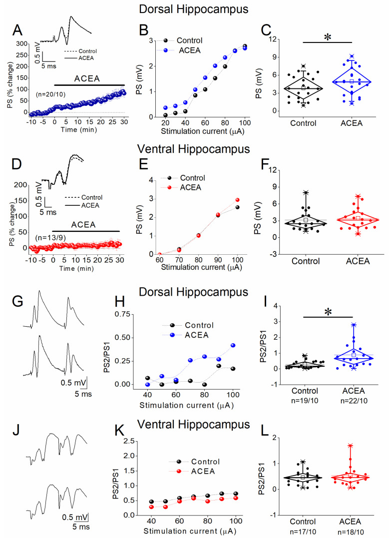 Effects of ACEA on excitation and PPI in the dorsal and ventral hippocampus. (A) Time course of PSs recorded from the dorsal hippocampus illustrating the enhancing effect of 5 nM ACEA. Example traces are shown in the insert. (B) Example of input–output curves between PS and stimulation current intensity (PS/I) in the dorsal hippocampus before and after ACEA application. Note the drug-induced upper-left shift of the curve. (C) Box plot of the average PSs under control and drug conditions. (D) Time course of PSs recorded from the ventral hippocampus before and during ACEA application; example traces are shown on the top of the graph. (E) Example of PS/I curves in the ventral hippocampus before and after ACEA application. (F) Box plot of the average PSs under control and drug conditions. (G) Example traces of PSs evoked by paired-pulse stimulation in a dorsal hippocampal slice illustrating that ACEA enhances the ratio between PS2 and PS1 (PS/PS1). (H) Graph of PS2/PS1 ratio plotted against stimulation current intensity before and during ACEA application in the dorsal hippocampus. Note that ACEA produces an upward shift of the ratio, indicating a reduction in PPI. (I) Box plot of the average PS2/PS1 ratio in the dorsal hippocampus. (J) Example traces of PSs evoked by paired-pulse stimulation in a ventral hippocampal slice showing that ACEA did not significantly affect the PS/PS1 ratio. (K) Graph of the PS2/PS1 ratio as a function of stimulation current intensity before and during ACEA application in the ventral hippocampus. (L) Box plot of the average PS2/PS1 ratio in the ventral hippocampus. Asterisks denote a statistically significant drug effect at p < 0.05 (paired t-test).