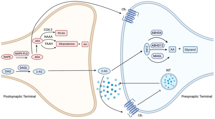 Simplified schematics of endocannabinoid retrograde signalling-mediated synaptic transmission. The primary endogenous ligands that bind and activate cannabinoid receptors one (CB1) and two (CB2) are N-arachidonoylethanolamide (anandamide) and 2-arachidonoylglycerol (2-AG). Anandamide (AEA) is biosynthesised by N-acyl-phosphatidylethanolamine (NAPE) by NAPE-specific phospholipase D (NAPE-PLD), and 2-AG is biosynthesised by diacylglycerol (DAG) by diacylglycerol lipase-α (DAGLα). Endocannabinoids readily cross the membrane and travel in a retrograde manner to activate CB1 receptors in the presynaptic terminal. Activated CB1 receptors inhibit neurotransmitter (NT) release through the suppression of calcium influx. Anandamide is hydrolysed by fatty acid amide hydrolase (FAAH) and can be degraded via oxidation, by cyclooxygenase-2 (COX-2) or via N-acylethanolamine-hydrolysing acid amidase (NAAA). 2-AG degradation is primarily due to monoacylglycerol lipase (MAGL) and alpha/beta domain hydrolases 6 and 12 (ABHD6 and 12). Figure created with BioRender.com.