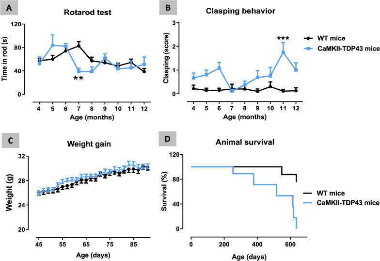 Behavioural data obtained in FTD and wildtype male mice at different ages (from 4 up to 12 months of age) in the Rotarod (panel A) and Clasping behaviour (panel B) tests, as well as data of weight gain (from 45 up to 90 days of age) (panel C) and animal mortality (panel D) presented in a Kaplan–Meier plot. Details in the text. Data were expressed as means ± SEM of 8 wildtype mice and 7 FTD animals for motor parameters and weigth gain, and 11 wildtype mice and 9 FTD animals for animal survival. Data were analysed by two-way analysis of variance with repeated measures followed by the Bonferroni test (**p < 0.01, ***p < 0.005 versus the corresponding wildtype mice), except for animal survival that were assessed by Long-Rank test (or Chi-square test)