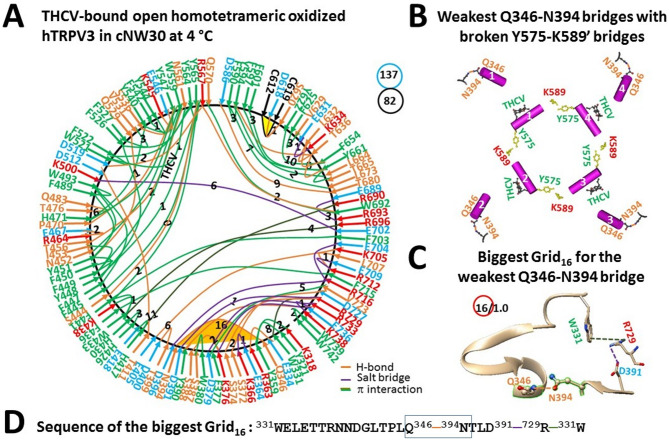 Thermoring structures of open and oxidized hTRPV3 with THCV bound at low temperature. (A) The grid-like noncovalently interacting mesh network along the PC-dependent gating pathway of a single subunit of oxidized and open hTRPV3 in the presence of THCV and cNW30 at 4 °C (PDB: 8V6L). Salt bridges, π interactions, and H-bonds between paired amino acid side chains along the PC-dependent gating pathway from K318 to G754 are denoted in purple, green, and orange, respectively. The specific constrained grid sizes necessary to regulate the least-stable noncovalent interactions in the grids are indicated with black numbers. The identified weakest Q346-N394 H-bond in the biggest Grid16 is emphasized in orange. The total grid sizes and the total grid size-controlled noncovalent interactions along the PC-dependent gating pathway are displayed in cyan and black circles, respectively. (B) Disrupting the E467-K545 bridges disconnected the Y575-K589’ swapping interactions near the lower gate for channel opening by cold, along with the new weakest Q346-N394 bridges and THCV at the vanilloid sites. (C) The structure of the biggest Grid16 with a 16-residue size to regulate the weakest Q346-N394 H-bond at the NLD/ARD interface. (D) The sequence of the biggest Grid16 to control the weakest Q346-N394 H-bond highlighted in the blue box.