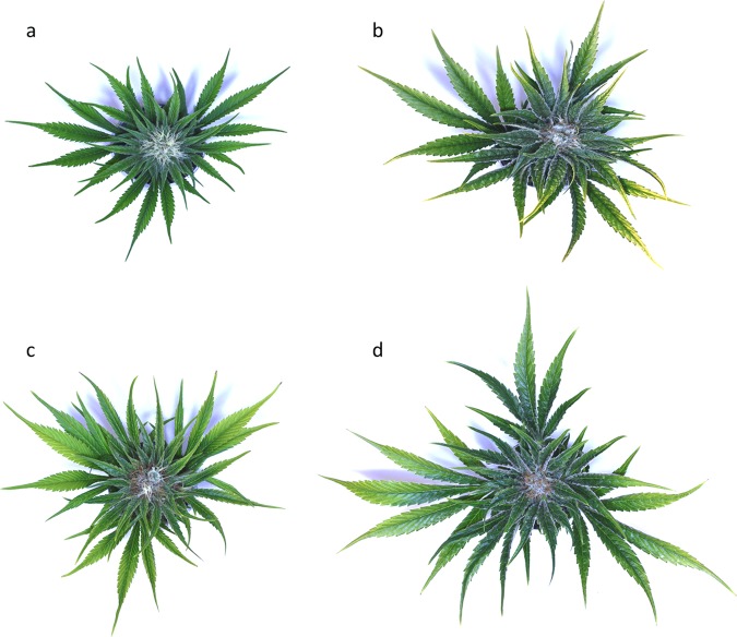 Floral buds of reproductive plant at (a) 35 days, (b) 42 days, (c) 49 days and (d) 56 days post-induction of flowering. Maturation of the flower can be seen in the trichome content of the sugar leaves as well as the colour change of the pistil from white (immature bud) to brown (mature bud).