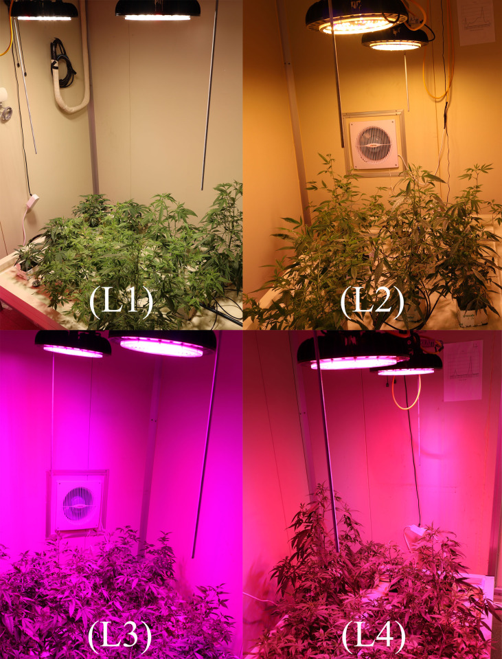 Effect of LED light on growth and morphological traits of hemp plants at 30 DAT. L1, MW 240 (Red 35% + Blue 25% + Green 40%); L2, FS 240-UV (Red 40% + UVA and Blue 26% + Green 29% + Far red 5%); L3, MB 240 (Red 85% + Blue 15%); L4, PF 240 (Red 70% + Blue 30%).
