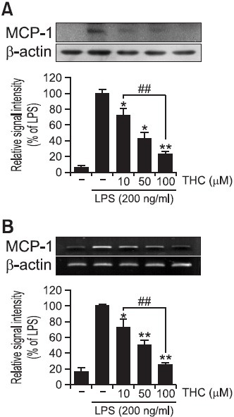 Effect of THC on MCP-1 protein and mRNA expression in LPS-stimulated BV2 microglia cells. BV2 microglial cells were pretreated with THC (10, 50 and 100 μM) for 1 hr and then treated with LPS (200 ng/ml). (A) Cell lysates were subjected to SDS-PAGE, and then protein levels of MCP-1 were determined by Western blot analysis (top). Quantitative analysis was performed by densitometric analysis (bottom). (B) After 6 hr of LPS stimulation, representative image (top) and quantitative analysis (bottom) of MCP-1 mRNA expression were obtained using RT-PCR. THC significantly inhibited LPS-induced MCP-1 expression in both mRNA and protein levels. β-Actin was used as an internal control. Images are representative of three independent experiments that shows similar results. *p<0.05 and **p<0.01 indicate statistically significant differences from treatment with LPS alone. ##p<0.01 indicates statistically significant differences between indicated groups.
