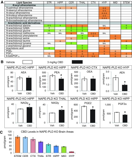 Effects of systemic 3 mg/kg CBD on levels of six different NAE lipids, targeted AA-derived lipoamines, 2-AG, free AA, and PGs 2 h after injection in the NAPE-PLD KO female mouse striatum (STR), hippocampus (HIPP), cerebellum (CER), thalamus (THAL), cortex (CTX), hypothalamus (HYP), midbrain (MID), and brainstem (STEM). (A) Cells with shaded arrows indicate a change for that lipid in the CBD-exposed brain area relative to the same vehicle-exposed area in NAPE-PLD KO. The arrow color indicates the direction of a significant result relative to control. Green colors represent increases, with darker green representing a significant (p<0.05) increase and lighter green representing a trending (p<0.10) increase. Orange colors represent decreases, with darker orange indicating a significant (p<0.05) decrease and light orange representing a trending (p<0.10) decrease. The number of arrows indicates the magnitude of the difference between CBD and vehicle. One arrow indicates a magnitude difference of less than 1.5-fold, two arrows indicate a 1.5–1.99-fold change, and three arrows indicate a 2–2.99-fold change. BAL stands for “Below Analytical Limit,” whereas a blank cell indicates that there was no change in the lipid's level due to CBD. See Supplementary Methods and Supplementary Figure S3 for more detailed description of analysis. (B) Bar graphs showing mean levels of AEA and PEA in the NAPE-PLD KO hippocampus (HIPP), OEA in the NAPE-PLD KO cortex (CTX), AEA in the NAPE-PLD KO hypothalamus (HYP), NAGly in the NAPE-PLD KO thalamus (THAL), and prostaglandins PGE2 and PGF2α in the NAPE-PLD KO HIPP 2 h after a vehicle injection (open bars) or a 3 mg/kg CBD injection (black bars). The units on the y-axis are moles of lipid per gram of tissue. Error bars are±standard error. “*” represents a difference of p<0.05 between CBD and vehicle groups, and “#” represents a difference of p<0.10 between CBD and vehicle groups. There are no differences in AEA for the NAPE-PLD KO HIPP (blank cell in A). Levels of PEA showed a trending decrease in the NAPE-PLD KO HIPP (corresponding to a lighter orange cell with one down arrow in A). Levels of OEA did not change in the CTX of NAPE-PLD KO animals. In the HYP, there was a large decrease in AEA levels (corresponding to three down arrows in a darker orange cell in A). Levels of NAGly were significantly higher in the CBD-exposed THAL (corresponding to darker green cells with one up arrow in A). In the HIPP, levels of PGE2 and PGF2α decreased with CBD treatment (corresponding to darker orange cells with one down arrow). (C) Levels of CBD in eight brain regions of NAPE-PLD KO female mice 2 h after an acute 3 mg/kg CBD injection. Units on the y-axis are moles of CBD per gram of tissue. Error bars are±standard error. Brain areas are shown on the x-axis. In each graph, brain areas are ordered to correspond with their levels of CBD, with the area having the highest concentration shown on the left and the area with the lowest on the furthest right. KO, knockout; NAPE-PLD, N-acyl phosphatidyl ethanolamine-specific phospholipase D.