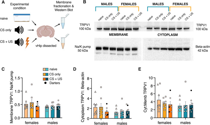 No sex differences in ventral hippocampal TRPV1 expression.A Experimental design for membrane fractionated Western Blot for vHip TRPV1 expression. B Representative blot showing lane organization and TRPV1 expression in membrane (left) and cytoplasm (right). Bottom blots show expression of control proteins for membrane and cytoplasm, respectively. C Quantification of membrane TRPV1 expression, represented as proportion of Na/K pump expression. D Quantification of cytoplasm TRPV1 expression, represented as proportion of Beta-actin expression. E Ratio of cytoplasm to membrane TRPV1 expression. No significant main effects of sex or experimental condition or interactions were observed.