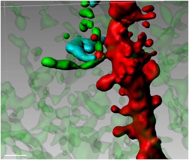 Synaptic triad in the Nucleus Accumbens. Tyrosine Hydroxylase-positive terminals (green) are forming a putative contact with the neck of a spine on a second order dendritic trunk (red), while the head of the same spine is reached by a Golgi-Cox impregnated fiber (blue) from an adjacent neuron.