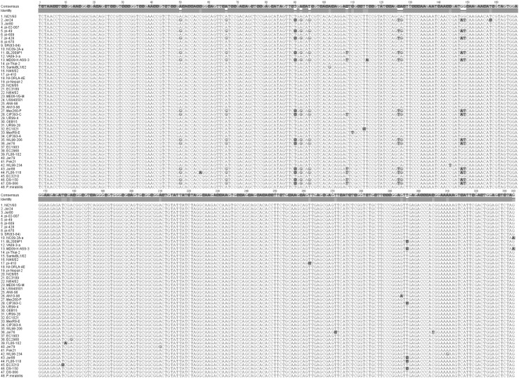 Nucleotide sequence alignment comparison of Phytophthora infestans isolates and Phytophthora mirabilis implemented in ClustalO 1.2.2 using default parameters. Output image generated using Geneious 8.1.7 (Color figure online)