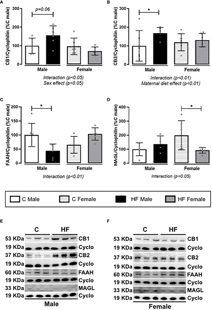 Effect of maternal high-fat (HF) diet on the endocannabinoid signaling in the Nucleus Accumbens (NAc) of weanling offspring. (A) Type-1 cannabinoid receptor (CB1); (B) type-2 cannabinoid receptor (CB2); (C) fatty acid amide hydrolase (FAAH); and (D) monoacylglycerol lipase (MAGL) protein content in the NAc of control (C) and HF male and female offspring at weaning. (E, F) representative blots are shown. Data are expressed as percentage of control male group (set at 100%) ± standard deviation. Statistically significant differences were determined by two-way ANOVA followed by Bonferroni’s test. *p < 0.05.
