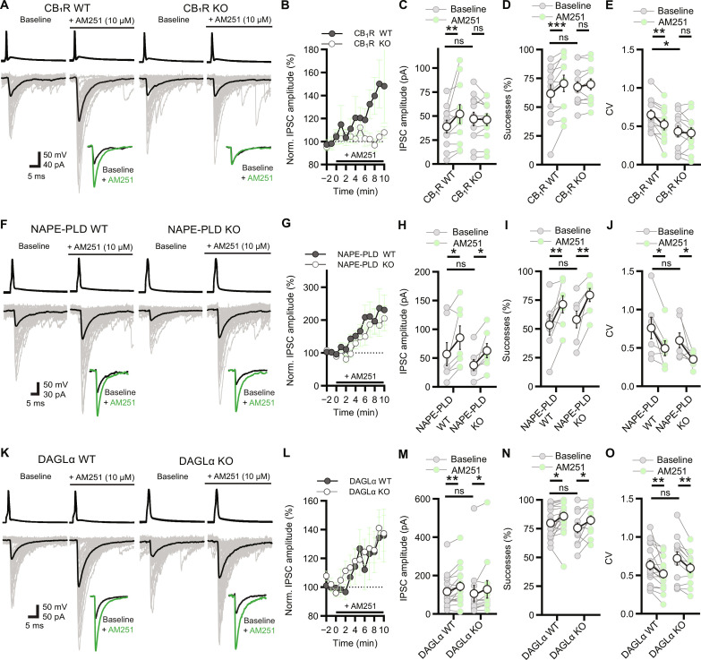 Intact cannabinoid tone in absence of the major endocannabinoid-producing enzymes.(A) Representative traces of CB1BC-PC paired recording obtained from CB1R WT and KO mice during baseline and after AM251 application. Inset shows average IPSCs for easier comparison. (B) Summary plots of IPSC amplitudes during whole experiment. (C) Graph of IPSC amplitudes before and after AM251 application in CB1R WT (n = 11 pairs, **P = 0.006) and KO samples (n = 12 pairs, Pns = 0.86). (D) Graph of successes in CB1R WT (***P = 0.0003) and KO (Pns = 0.25). (E) Graph of relative variability of postsynaptic events measured by the CV of IPSCs in CB1R WT (**P = 0.001) and KO samples (Pns = 0.53). Baseline CV differs between genotypes (*P = 0.03). (F) Same as in (A), but in NAPE-PLD WT and KO samples. (G) AM251 increases IPSC amplitudes in both NAPE-PLD WT and KO. (H) Graph of IPSC amplitudes in NAPE-PLD WT (n = 7 pairs, *P = 0.02) and KO (n = 7 pairs, *P = 0.04). (I) Graph of successes in NAPE-PLD WT (**P = 0.009) and KO (**P = 0.003). (J) Graph of CV values in NAPE-PLD WT (*P = 0.02), and KO (*P = 0.03). (K) Same as in (A) but in DAGLα WT and KO samples. (L) AM251 increases IPSC amplitudes both in DAGLα WT and KO. (M) Graph of IPSC amplitudes in DAGLα WT (n = 17 pairs, **P = 0.003) and KO (n = 12 pairs, *P = 0.03). (N) Graph of successes in DAGLα WT (*P = 0.003) and KO (*P = 0.004). (O) Graph of CV values in DAGLα WT (**P = 0.02) and KO (**P = 0.05). Two-way analysis of variance (ANOVA) with repeated measures is shown; graphs show means ± SEM with individual values.