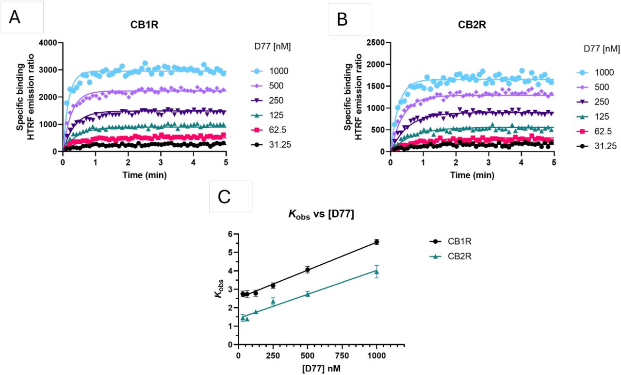 Determination of D77 kinetic binding parametersAssociation binding curves obtained from six concentrations of the fluorescent ligand D77 are shown for (A) CB1R and (B) CB2R. Kinetic experiments derive a Kd for D77 ligand of 437 ± 22 nM for CB1R and 370 ± 16 nM for CB2R. Observed association rate constant (kobs) obtained for each concentration of fluorescent tracer D77 fitted to a linear regression model (C). Binding followed a simple law of mass action model, kobs increasing in a linear manner with fluorescent ligand concentration. Data presented as representative graphs (A and B) or mean ± SEM (C) from 4 experiments conducted independently.