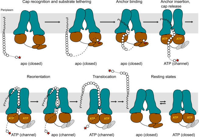Model of O antigen translocation.CBD – O antigen interactions increase the local substrate concentration to initiate translocation. Cap interactions are likely disrupted in the transporter’s ATP-bound conformation due to CBD displacement (gray CBDs). The opening of the NBDs in channel-forming conformations is reduced to prevent cap re-binding. Multiple rounds of ATP hydrolysis energize polymer translocation.