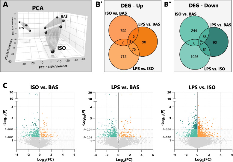 Canonical and inflammatory lipolysis pathways differentially alter the transcriptomic profiles of bovine adipocytes. Bovine adipocytes were exposed to isoproterenol (ISO; 1 µmol/L), lipopolysaccharide (LPS; 1 µg/mL), or untreated (BAS) for 7 h. Following, bulk RNA-seq analyses were performed (n = 3). A Principal component analysis (PCA) plot depicting sample clusters exhibiting similar gene expression patterns among treated adipocyte groups. B Venn diagrams depicting numbers of differentially expressed genes (DEG) and corresponding directional changes (B′, upregulated; B′′, downregulated) among comparison groups. C Volcano plots of differentially expressed genes among adipocyte samples