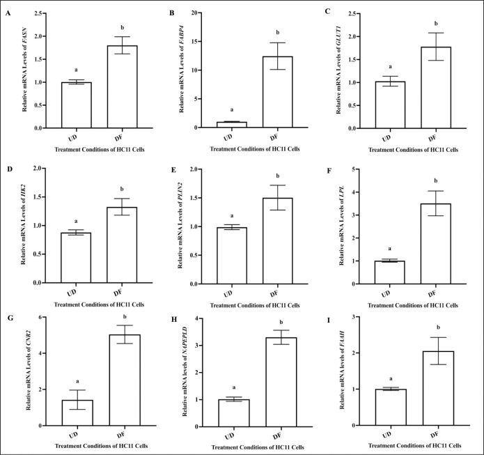 Differentiation increases the expression of mRNA for markers of lipid synthesis and alters mRNA levels of key ECS markers in HC11 cells.HC11 cells were seeded in base media for 24 hours (UD) and collected for RNA isolation. HC11 cells were seeded in base media for 24 hours, supplemented with EGF and INS for 3 days, and differentiated in base media containing PRL, INS and DEX 4 days (DF). Undifferentiated and differentiated cells were processed for total RNA, as described in methods. The relative mRNA levels of FASN (A), FABP4 (B), GLUT1 (C), HK2 (D), PLIN2 (E), LPL (F), CNR2 (G), NAPE-PLD (H) and FAAH (I) were determined. Gene expression analysis was repeated with 6 distinct replicates. Results were represented as mean ± SEM and compared using a t-test. Statistically significant changes were represented by distinct letters on the bar graphs.