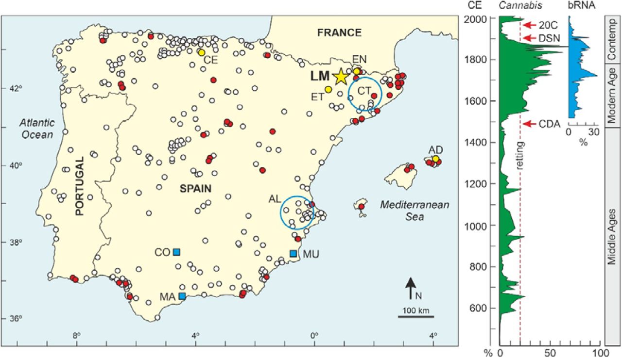 Left. Map of the Iberian Peninsula and the Balearic Islands (left), indicating the localities with published pollen records (white dots) (Carrión et al., 2022) and those containing Cannabis pollen (red dots) (Rull et al., 2023). Yellow dots indicate the sites with Cannabis records in the 20 thcentury (AD, Alcúdia; CE, Cueto Espina; EN, Estanyons; ET, Estanya) (Rull et al., 2023). The location of Lake Montcortès (LM) is indicated by a yellow star. Blues boxes are the cities with aerobiological studies on Cannabis pollen mentioned in the text (CO, Córdoba; MA, Málaga; MU, Murcia). Blue circles are the main areas of hemp production, as explained in the text (AL, Alicante; CT, Catalonia). Right. Cannabis pollen curve (blue) and RNA from retting bacteria (bRNA) (blue) in percentage with respect to the total bacterial flora (Rull et al., 2021, 2022). CDA, Columbian discovery of America; DSN, dismantling thof the Spanish navy; 20C, mid-20th century Cannabis increase.