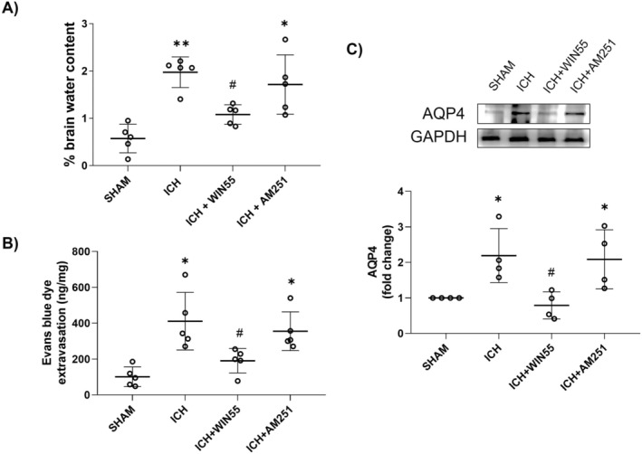 (A) Brain water content in animals after ICH and treated with WIN55 or AM251 (n = 5). (B) Evans Blue leakage quantification after ICH and treatments (n = 5). (C) AQP4 levels after ICH and treatments (n = 4). Representative western blot images and protein levels of AQP4 (39 kDa) GAPDH (37 kDa). Results are means ± standard deviation. *p < 0.05, **p < 0.01, vs. the SHAM group; #p < 0.05 vs. the ICH group.