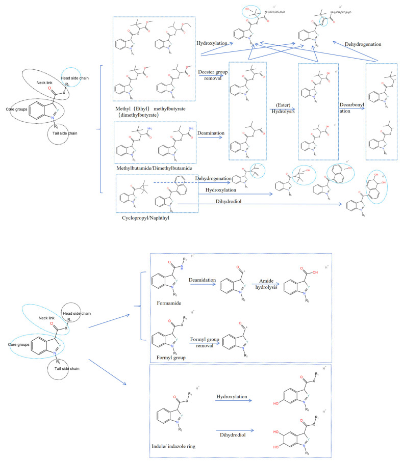 Summary of SCs metabolism.