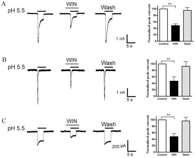 Inhibition of the three types of proton-gated currents by WIN55,212-2.Pre-application of WIN55,212-2 (WIN, 10−7 M) for 60-s decreased the peak phases of all three types of proton-induced currents (Original current traces in left). Bar graphs in right panel show currents normalized to control (100%, white column). Data in all bar graphs are shown relative to control. Error bars show ± SEM. Statistical tests were performed on raw data using pairing t-test, and significance is shown as follows: *P<0.05, **P<0.01. n = 6/each column.