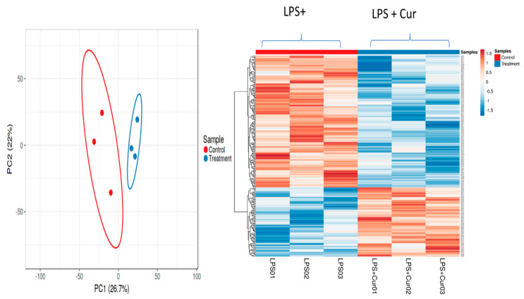 Proteomic analyses of curcumin effects in 3T3-L1 adipocytes. A total of 2106 proteins were differentially expressed, of which 209 proteins were significantly up- or downregulated by curcumin (0.2-fold change cut-off; n = 3, control = 200 ng/mL of LPS and treatment = 200 ng/mL of LPS + 1 µM curcumin).