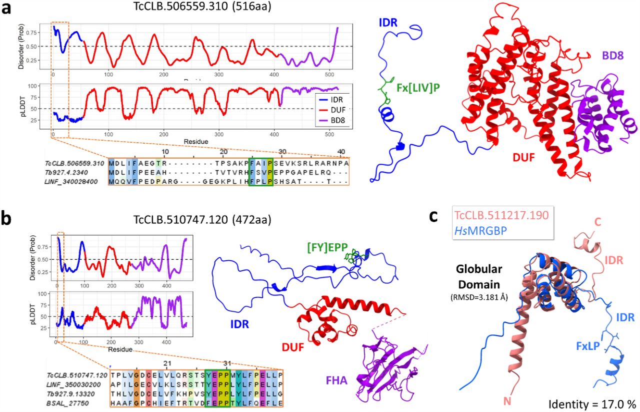 Proteins identified as candidates to be MRGBPs of T. cruzi.(a) AF2 predicted structure of TcCLB.506559.310 (TcBDF8), disorder probability per residue graph, pLDDT per residue graph and fragment of the multiple sequence alignment for the predicted IDR. Different colors represent the identified domains in both structures and graphs. The dashed orange rectangle points to a zone with low pLDDT and high disorder probability which contains an Fx[LIV]P motif, shown in a green square in the multiple sequence alignment. (b) AF2 predicted structure of TcCLB.510746.120 (FHA domain containing protein), disorder probability per residue graph, pLDDT per residue graph and fragment of the multiple sequence alignment for its predicted IDR. As before, each identified domain was colored differently and the dashed orange rectangle indicates the zone in which a conserved [FY]EPP motif was identified. We included the ortholog of B. saltans, who contains a phenylalanine in the first position. A disordered loop was removed between the DUF and the FHA domain to enhance visualization. (c) Structure comparison between TcCLB.511217.190 and the region of HsMRGBP known to interact with HsMRG15. Both share a globular domain with the same fold, followed by an IDR with a α-helix. The residues corresponding to the FxLP motif of HsMRGBP are shown, along with the sequence identity computed by Needleman-Wunsch algorithm and the RMSD calculation for the globular domain.