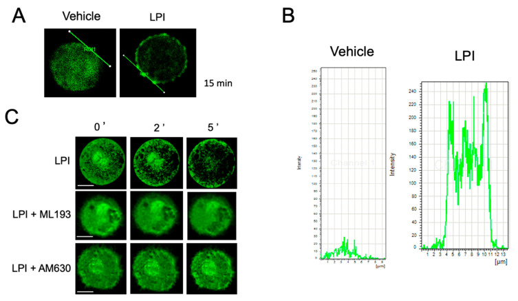 LPI induces actin cytoskeletal rearrangements and actin ring depolymerization in MCs. EGFP-BMMCs were incubated under distinct conditions before being processed for confocal microscopy. Panels (A,B): representative image of EGFP-BMMCs treated for 15 min with vehicle or LPI (1 μM). A line was traced on the edge of the cell and fluorescence values were obtained along the line to obtain representative graphs. Panel (C): EGFP-BMMCs were incubated in the presence of vehicle or LPI (1 μM) directly in a plate placed at the confocal microscope (Materials and Methods section). Images were taken every second for 300 s and representative images of a cell, obtained at time zero and distinct times after stimulation, are shown. When needed, cells were treated for 15 min with antagonists ML193 (100 nM) or AM630 (100 nM) before LPI addition. Data are representative of at least 10 cells analyzed under each condition, utilizing at least three independent cell cultures. Scale bar = 5 μm.