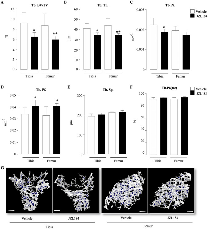 JZL184 induces trabecular bone loss in mice bearing MM. Trabecular bone parameters at the tibial and femoral metaphysis of 8 weeks old adult C57BL/6KalWRij mice treated with vehicle (0.01% DMSO) (n = 8) or JZL184 (16 mg/kg, thrice-weekly) (n = 8 per group) for 21 days post injection of mouse 5TGM1-GFP MM cells (106 cells/mouse). Trabecular bone volume (BV/TV, panel a), trabecular thickness (Tb.Th, panel b), trabecular number (Tb.N, panel c), trabecular pattern factor (Tb. Pf, panel d), trabecular separation (Tb.S, panel e) and trabecular porosity (Ct.Po(tot), panel f) were assessed by microCT. g Representative microCT images of trabecular bone from tibiae and femur of mice described in panels a–f (scale bar = 1 mm). Values are mean ± SD; *p < 0.05 and **p < 0.01 versus vehicle
