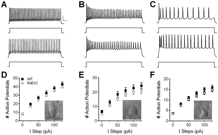 Firing properties of PV, SOM, and PYR neurons are not affected by the Nlgn3R451C mutation.Raw traces of action potentials from (A) PV, (B) SOM, and (C) PYR neurons from WT (top) and Nlgn3R451C (bottom) mice in response to a 125 pA step (represented by square pulse beneath each trace) above firing threshold. Scale bars: 25 mV; 50 ms. No difference is observed between Nlgn3R451C and WT mice in the number of action potentials fired at 0–125 pA steps above firing threshold for PV (D), SOM (E), or PYR (F) neurons (PV: WT = 33, Nlgn3R451C = 38; SOM: WT = 31, Nlgn3R451C = 29; PYR: WT = 48, Nlgn3R451C = 50). Inset: IR-DIC images taken with a 40X objective and 2X magnification of each respective cell type. Scale bar = 25 μm.