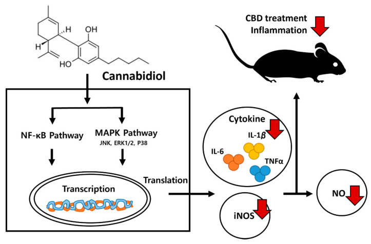 Proposed mechanism of inhibition of inflammatory signaling by CBD.