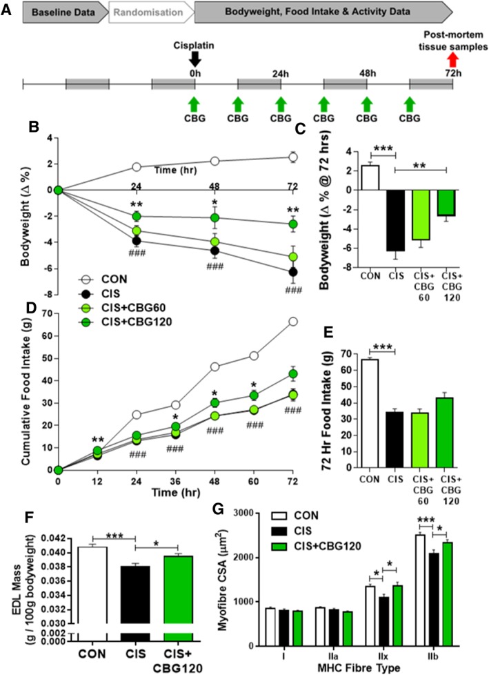 Cannabigerol attenuates cisplatin‐induced weight loss, anorexia, and myofibre hypotrophy. Experimental timeline and dosing schedule (A), bodyweight change (B, C), and cumulative food intake (D, E) prior to post‐mortem tissue harvest 72 h after administration of 6 mg/kg cisplatin. Data presented as mean ± SEM and analysed by two‐way mixed‐model ANOVA (drug × day) followed by one‐way between‐subjects ANOVA and Tukey's post hoc comparisons at each timepoint, n = 11–16. ### P < 0.0005 vs. CON, * P < 0.05 vs. CIS, ** P < 0.01 vs. CIS. Mass of isolated extensor digitorum longus (EDL) muscle 72 h after cisplatin administration (F; n = 11–15) and cross‐sectional area (CSA) of myofibres by MHC fibre type (G; n = 7–10). Data presented as mean ± SEM and analysed by one‐way between‐subjects ANOVA and planned comparisons. * P < 0.05, *** P < 0.0005.