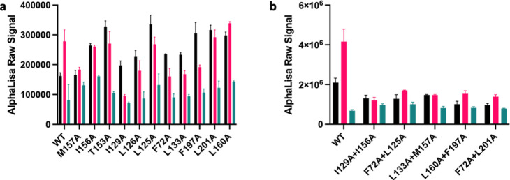 Effect of Ec2la on CB2 in the presence of CB2 agonist JWH133 on WT CB2 and CB2 mutants in p-ERK 1/2 signaling assay. (a) p-ERK 1/2 signaling of WT CB2 and CB2 single mutants in the presence of 1 μM JWH133 + 10 μM Ec2la (black), 1 μM JWH133 alone (pink), and 10 μM Ec2la alone (green); (b) p-ERK 1/2 signaling of WT CB2 and CB2 double mutants in the presence of 1 μM JWH133 + 10 μM Ec2la (black), 1 μM JWH133 alone (pink), and 10 μM Ec2la alone (green). For WT CB2, Ec2la acted as a NAM in p-ERK 1/2 signaling. For the CB2 mutants, there was either no effect or an increase in the p-ERK 1/2 signal. When the CB2 receptor had a double mutation, allosteric effects were lost with some double mutants, while the receptor still retained activity. Data are represented ± SEM from three independent experiments done in duplicate.