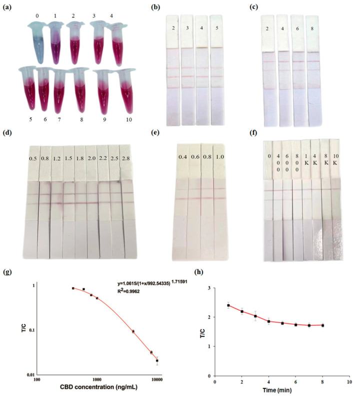Optimization of important factors affecting GNP–mAb conjugate and GICA strip; performance of GICA strip. (a) K2CO3 usage (0, 1, 2, 3, 4, 5, 6, 7, 8, 9, 10 μL); (b) K2CO3 usage (2, 3, 4, 5 μL); (c) mAb usage (2, 4, 6, 8 μL); (d) envelope concentration of T line (0.5, 0.8, 1.2, 1.5, 1.8, 2.0, 2.2, 2.5, 2.8 mg/mL); (e) envelope concentration of C line (0.4, 0.6, 0.8, 1.0 mg/mL); (f) sensitivity of GICA strip for CBD (0, 400, 600, 800, 1000, 4000, 8000, 10,000 ng/mL); (g) standard curve of GICA strip for CBD standard solution; (h) determination of color development stability time of GICA strip. The T/C (ratio of values of T line and C line) value was obtained using a hand-held strip scan reader. A log scale was used in (g).