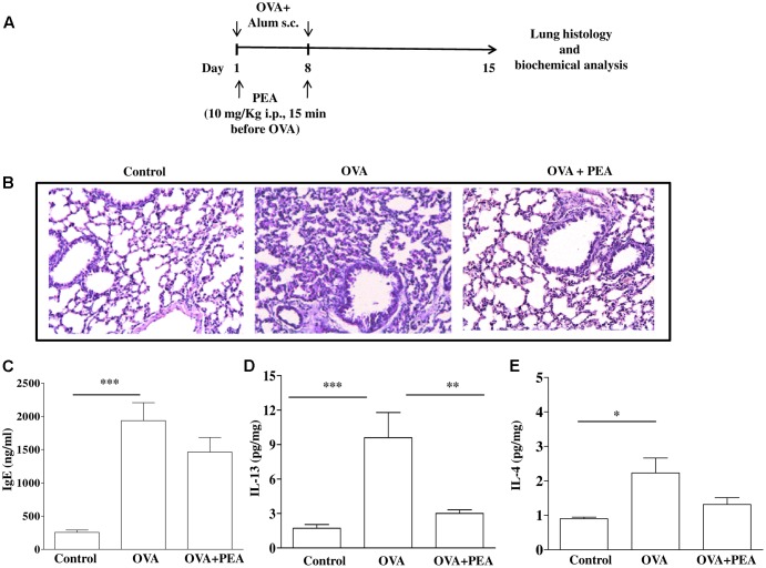 Effect of PEA on pulmonary inflammation induced by OVA sensitization. (A) Scheme of sensitization and drug treatment. Mice were injected with 0.4 ml s.c. of a suspension containing 100 μg of OVA absorbed to 3.3 mg of aluminium hydroxide gel or vehicle (control) on days 1 and 8. After 15 days after OVA sensitization mice were sacrificed. PEA (10 mg/kg) was administered i.p. 15 min before each OVA administration. (B) H&E staining of lung tissues. (C) IgE plasma levels as well as (D) IL-13 and (E) IL-4 pulmonary levels were quantified by ELISA. Data are expressed as means ± SEM, n = 6–10 animals for each group; ∗p < 0.05, ∗∗p < 0.01, ∗∗∗p < 0.001; one-way ANOVA plus Bonferroni.