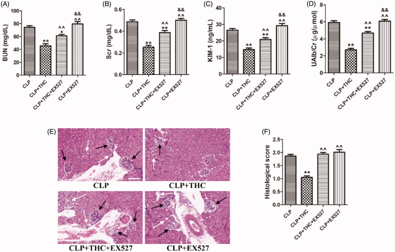 EX527 blocked THC induced attenuation of renal damage and kidney dysfunction in septic mice. (A) The serum level of BUN. (B) The serum level of Cr. (C) The urine level of KIM-1. (D) The urine level of UAlb/Cr. (E) Representative images of HE staining of renal histological changes (black arrow: glomerulus degeneration and necrosis, white arrow: renal tubules edema) (magnification ×400, scale bar = 50 μm). (F) Histological score. Data were presented as the mean ± SEM (n = 6 in each group). *,**p< .05/.01 vs. the CLP group, ^^p< .01 vs. the CLP + THC group, &&p< .01 vs. the CLP + THC + EX527 group.
