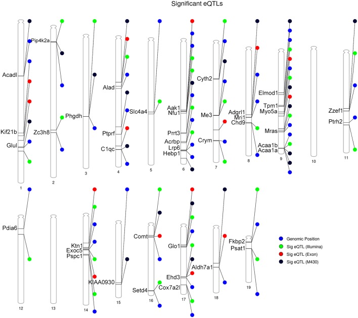 Summary of DE proteins whose transcripts demonstrate significant local modulation by a cis eQTL in the BXD family. Gene position for DE proteins indicated by the blue circle. Position of peak markers significantly associated with cognate gene expression is provided for each striatal microarray expression platform. Illumina = Illumina mouse-6 v1.1 expression beadchip array; the M430 = Affymetrix Mouse Genome 430 2.0 array; Exon = Affymetrix Mouse Exon 1.0 ST Array. Genome-wide significance of marker associations based on 1,000 permutations. Thirty genes demonstrate the same strain effect on both transcript and protein levels (e.g., higher expression associated with the B6 allele relative to the D2 allele). Thirteen genes demonstrate mismatched expression: Acrbp, Adgrl1, Chd9, Cox7a2l, Hebp1, Nfu1, Prrt3, Psat1, Pspc1, Ptprf, Slc4a4, Zc3h8, and Zzef1.