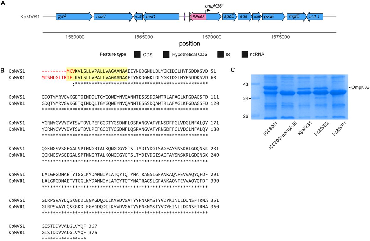 ISEc68-mediated disruption of ompK36 in isolate KpMVR1. (A) Genetic environment of the disrupted ompK36 in KpMVR1. The arrow labelled “ompK36*” denotes the upstream-shifted open reading frame caused by the insertion of ISEc68. Abbreviations: CDS: coding sequence; IS, insertion sequence; ncRNA: non-coding RNA. (B) Comparison of predicted OmpK36 sequences using Clustal Omega (www.ebi.ac.uk/jdispatcher/msa/clustalo). Mismatches are highlighted in red, and the 22 N-terminal amino acids signal sequence of OmpK36 are indicated by the yellow shade. (C) Coomassie-stained polyacrylamide gel electrophoresis of outer membrane proteins to confirm the absence of OmpK36 in KpMVR1 and the ompK36-knockout isolate ICC8001ΔompK36.