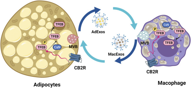 Lipid droplet-loaded extracellular vesicle recycling between adipocyte and adipose tissue macrophage. Activation of CB2R results in TFEB translocation to nucleus and activation of autophagy and lysosome biogenesis, thereby improving the lipid cycle between adipocytes and macrophages. ApExos represents adipocyte exosomes and MacExos macrophage exosomes. The adipocyte multivesicular body (MVB) is represented with pink color and macrophage light blue color.