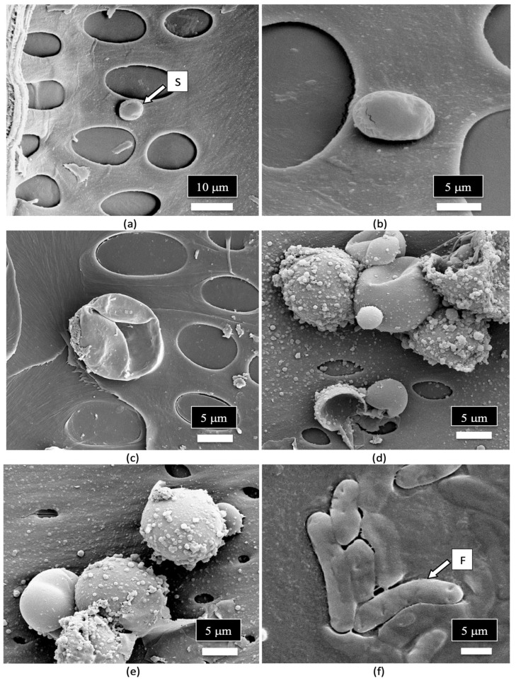 Scanning electron microscopic images of the spores of various fungi in relation to the size of the xylem vessel element pits. (a) An extremely small spore that can pass through the pit opening, possibly of Penicillium. (b) A moderately sized spore that can pass though the pit opening, possibly the microconidia of Fusarium. (c) A large spore that cannot pass through the pit opening, possibly of Botrytis. (d,e) Very large spores of different fungi that cannot pass through the pit openings, possibly of mycorrhizal fungi. (f) Spores resembling Fusarium macroconidia at the early stages of development.