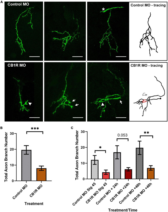 CB1R downregulation alters RGC axon morphology. (A) Projections of three individual RGC axons transfected with Control MO (top) or CB1R MO (bottom) imaged in vivo by two-photon confocal microscopy. While axons from RGCs transfected with the CB1R MO targeted normally within the tectal neuropil, their branching patterns and morphologies differed from those of RGCs in tadpoles transfected with Control MO. Qualitatively, axons from RGCs with CB1R knockdown had more branches that terminated in growth cones (arrows) and/or took abnormal turns (arrowheads). The tracing for the third CB1R MO sample axon better illustrates the abnormal turn (red; curved arrow) taken by the axon. The asterisk in the third Control MO sample points to the growth cone of a targeting RGC axon. Scale bars = 50 μm. (B) Quantitatively, axons from RGCs with CB1R knockdown had significantly fewer branches when compared to axons from RGCs transfected with Control MO 48 h after transfection (n = 23 axons per condition, one axon per tadpole). (C) When imaging over the course of 3 days, axon branch number was significantly lower in RGCs with CB1R MO knockdown at the initial imaging (stage 45), with a trend at the 24-h imaging interval (+24 h) and remaining significantly lower when compared to controls at the end of the imaging period (+48 h). Control MO n = 12; CB1R MO n = 11. Mean ± SEM. *p ≤ 0.05, **p ≤ 0.005, ***p ≤ 0.001.