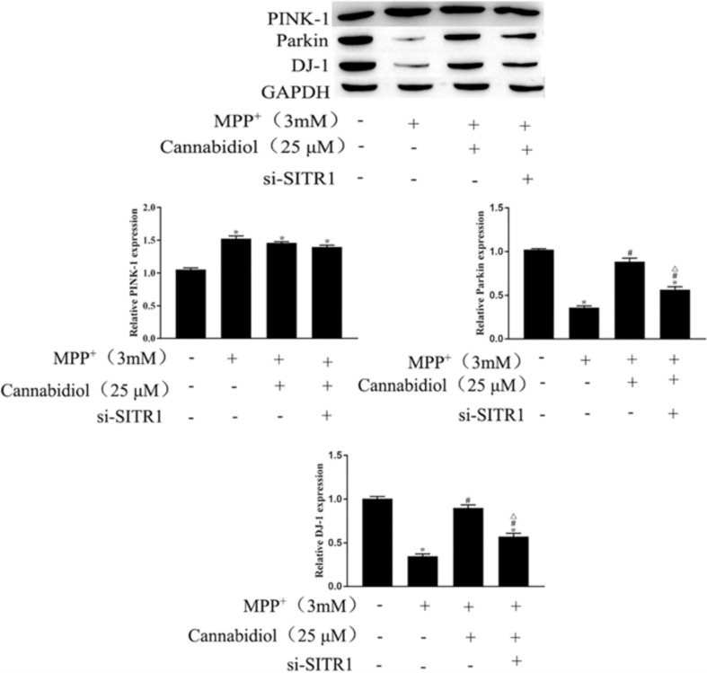 Cannabidiol protected SH-SY5Y cells mitochondrial proteins through SIRT1. The expression of Parkin, PINK-1, DJ-1 in SH-SY5Y cells were measured by western blotting; *p < 0.05, compared with the control group, #p < 0.05 compared with MPP+ alone, △p < 0.05 compared with MPP+ + Cannabidiol.