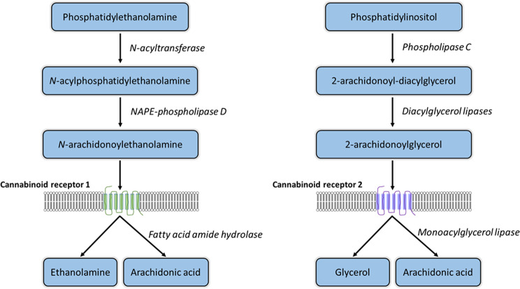 Simplified, canonical biosynthesis and degradation pathways for endocannabinoids N-arachidonoylethanolamine (AEA) and 2-arachidonoylglycerol (2-AG), derived from the membrane phospholipid precursors phosphatidylethanolamine and phosphatidylinositol, respectively. Alternative synthesis pathways are not shown