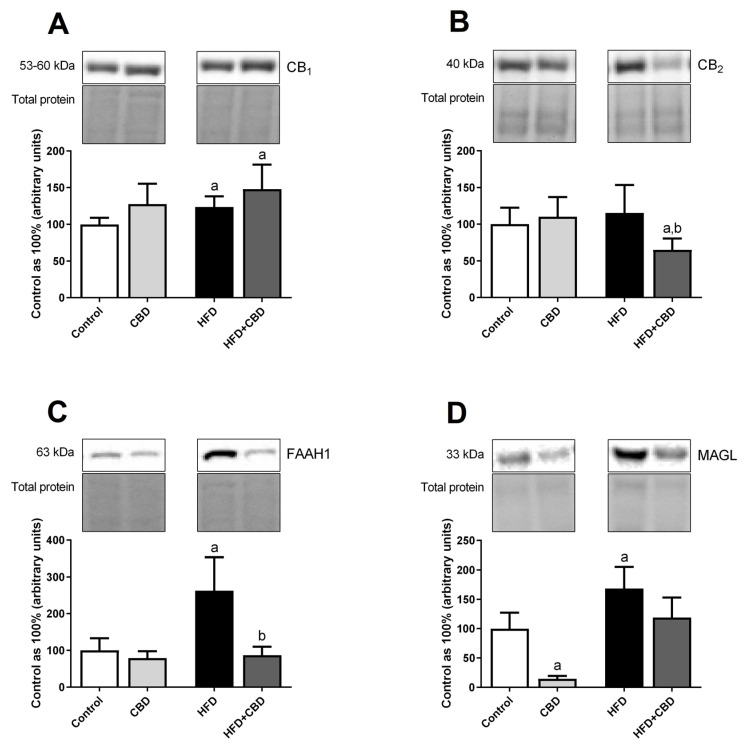 The total myocardial expression of cannabinoid receptor 1 (CB1) (A), cannabinoid receptor 2 (CB2) (B), fatty acid amide hydrolase 1 (FAAH1) (C), and monoacylglycerol lipase (MAGL) (D) in the left ventricle homogenates after 2-week cannabidiol (CBD) administration in rats fed a standard diet (Control) or a high-fat diet (HFD). The protein expression was determined by Western blotting method, normalized to the total protein loading in each lane, and presented as a percentage difference in comparison to the control group, which was set at 100%. The results are expressed as mean values ± SD and are based on six independent determinations in each group. a p < 0.05 significant difference vs. control group; b p < 0.05 significant difference vs. high-fat feeding group.