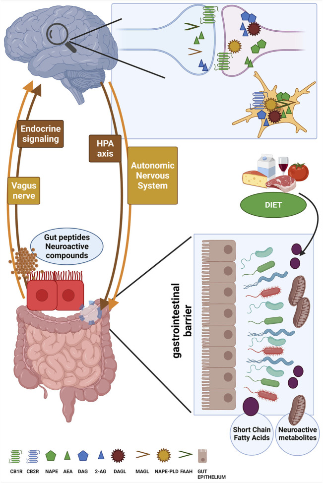 The figure schematizes the bi-directional and reciprocal influence between brain and gut (i.e., the gut-brain axis) along the main routes of communication such as the HPA axis, the autonomic nervous system, the vagus nerve and endocrine signaling. The ability to sense microbiota metabolites, gut peptides and neuroactive compounds and to transfer to the brain this complex information about the ongoing status of gut microbial ecosystem is fundamental for the generation of adaptive or maladaptive responses, for instance by the HPA axis and cortisol secretion. Here, the main components of the eCB system machinery are depicted at both presynaptic and postsynaptic terminals as well as in microglia cells, and the attention is focused on the role of powerful external modifiers such as dietary composition to mutually affect gut microbiota composition and eCB signaling. created in BioRender.com.